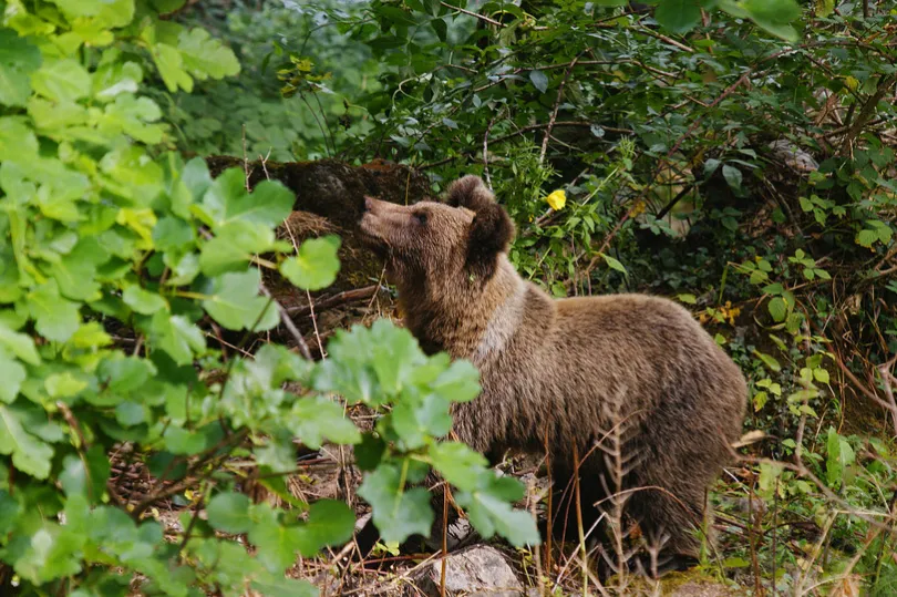 Ein Braunbär in freier Wildbahn.