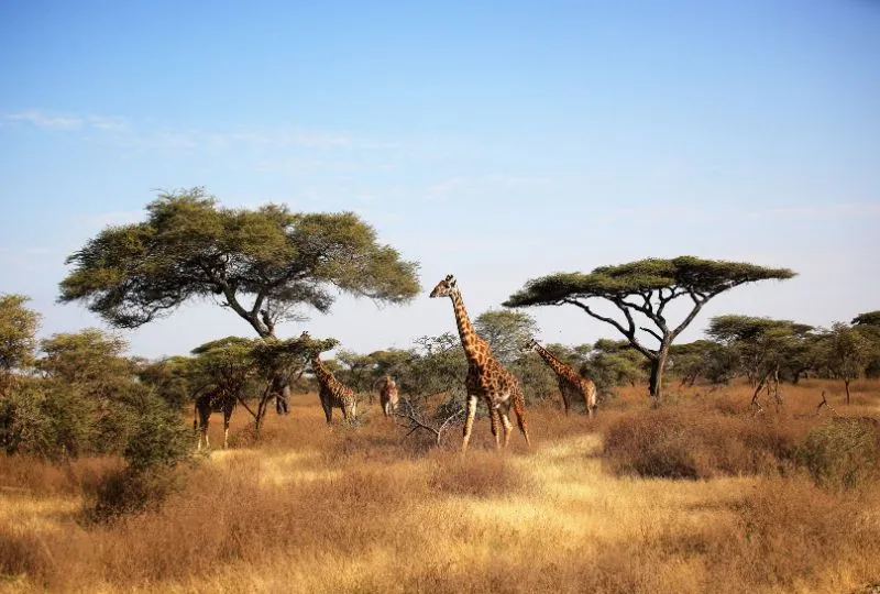Giraffen in der Savanne Afrikas