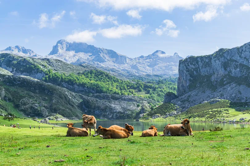 Kuhherde auf einer Wiese, im hintergrund die Picos de Europa und der Covadonga See in Asturien, Spanien.