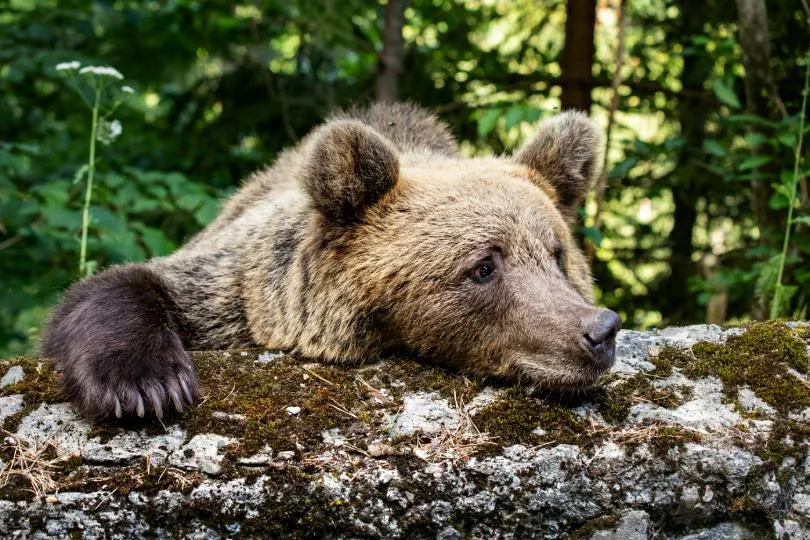 Ein Braunbär liegt mit Kopf und Pfoten auf einer moosbewachsenen Steinmauer und blickt zur Seite. Im Hintergrund ist dichter grüner Wald zu sehen.