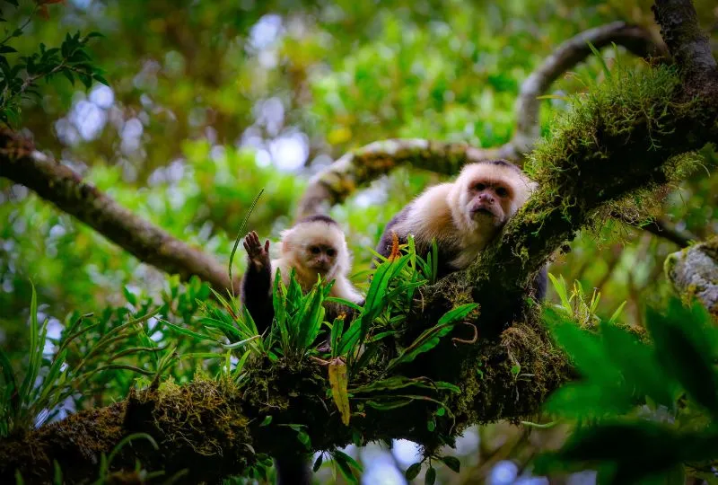 Affe mit ihrem Baby im Dschungel Costa Ricas.