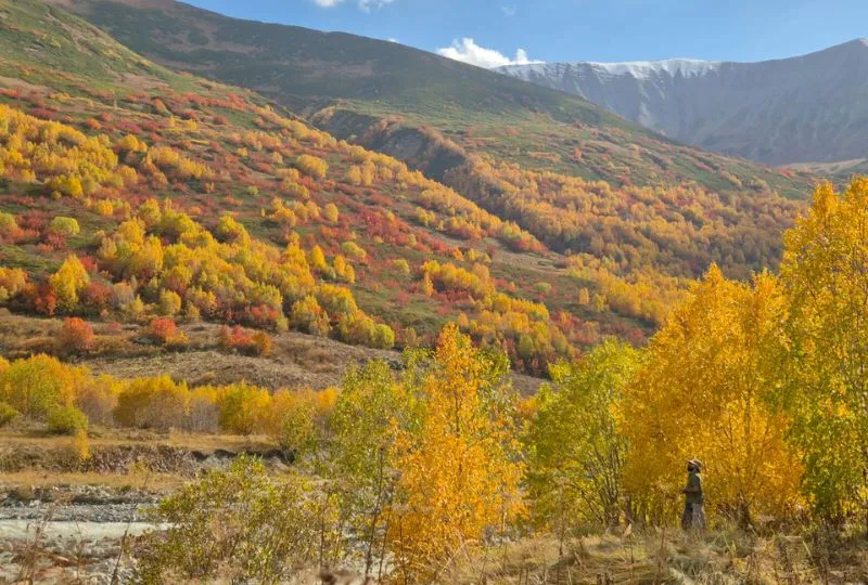 Reisender zwischen orangen Bäumen in Georgien