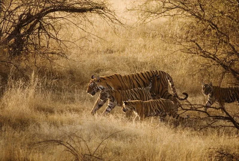 Tigerfamilie in der Savanne Indiens.