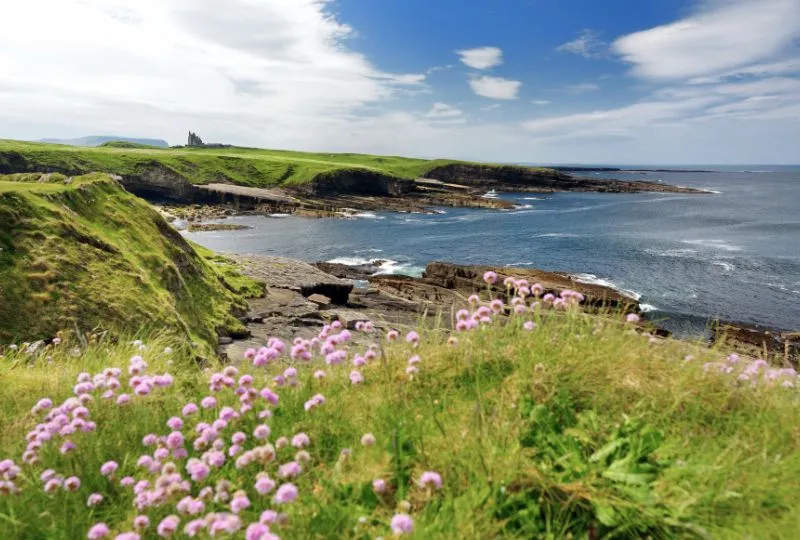 Rosa Blumen an der Küste in Irland.