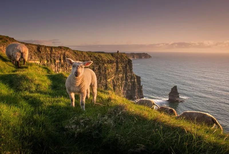 Schaf auf den Cliffs of Moher in Irland