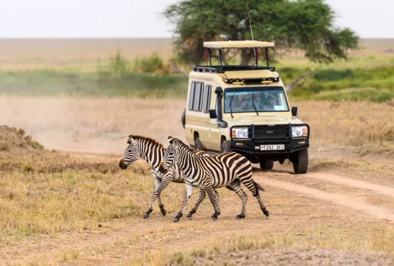 Safari-Jeep fährt auf Zebras zu. 