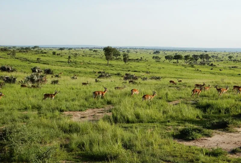 Antilopen in einer Steppe Ugandas.