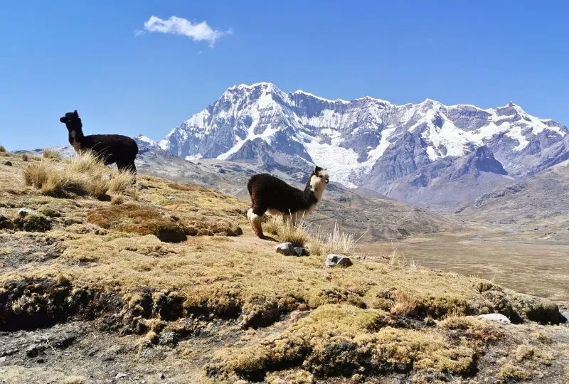 Lamas beim Ausangate in Peru 