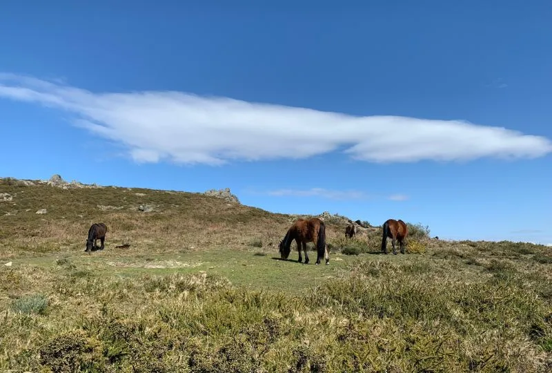 Wildpferde im Gerês Nationalpark in Portugal grasen auf einer offenen Wiese.