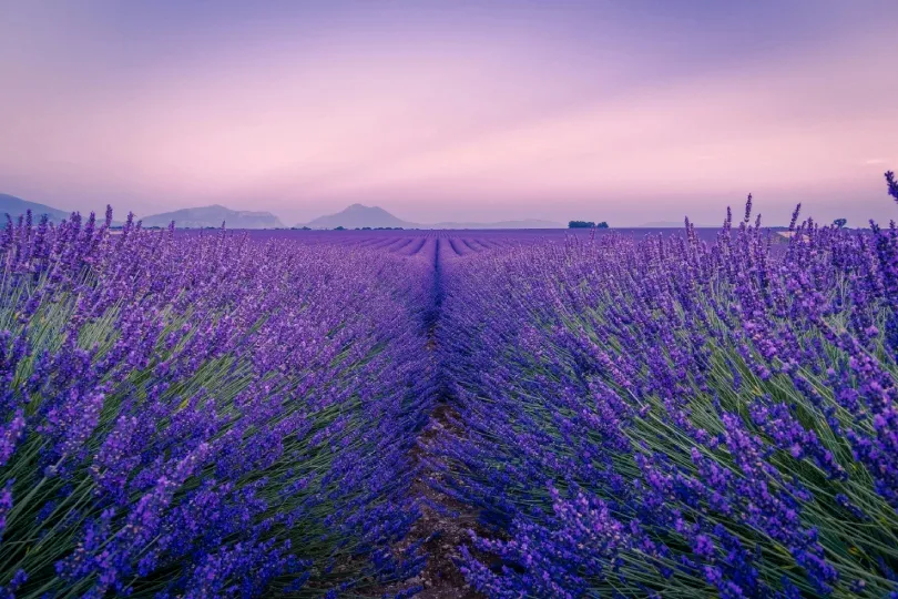Weite Lavendelfelder in der Provence mit violetten Blütenreihen bis zum Horizont unter einem rosafarbenen Himmel.