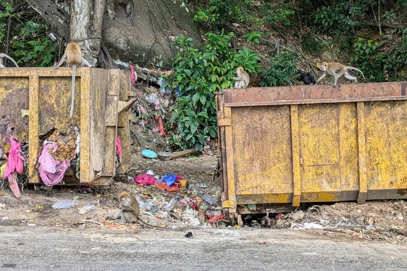 Affen in Malaysia laufen auf Mülltonnen herum, die von Müll umgeben sind. 
