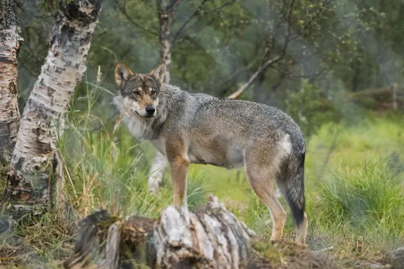Ein Grauwolf steht in einer Offenlandschaft und schaut sich über die Schulter hinweg um. 