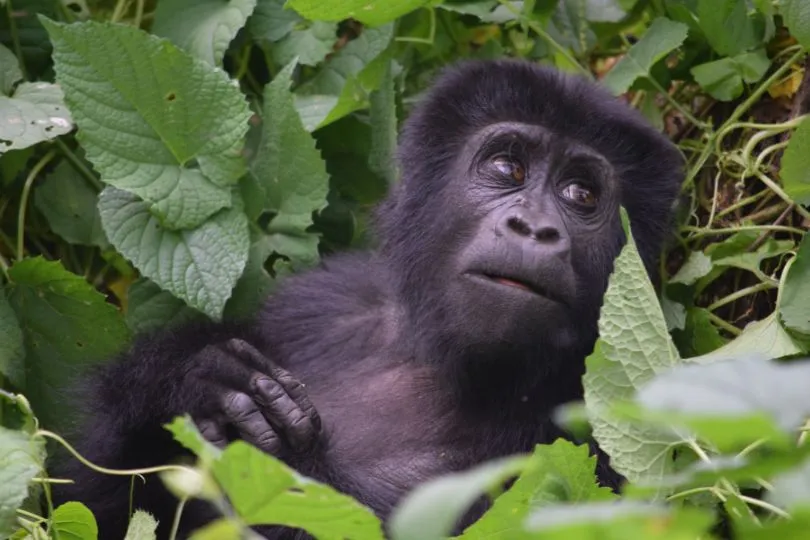 Uganda Urlaub - Lake Bunyonyi, Kisoro - Bwindi.