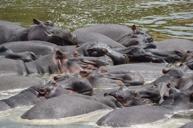Uganda Urlaub - Queen Elizabeth Nationalpark.