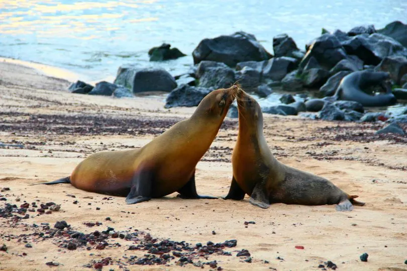 Zwei Seelöwen machen den Anschein sich einen Kuss zu geben - Galapagos, Ecuador.