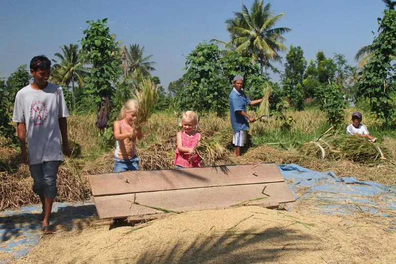 Zwei kleine Kinder von Reisenden helfen Reisbauen in Indonesien die Ernte zu verarbeiten.