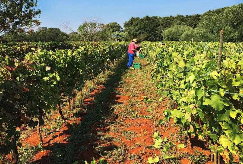 Winzer bei der Lese in einer Weinplantage in Kroatien.