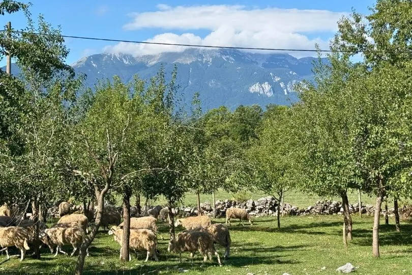 Schafe auf einer Obstwiese in Kroatien. Im Hintergrund sind Berge zu sehen.