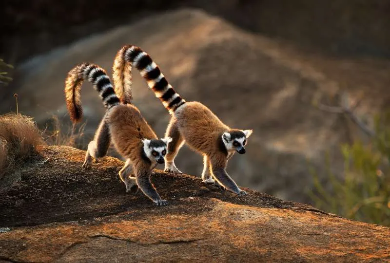 Zwei Lemuren laufen synchron über den Boden in Madagaskar.
