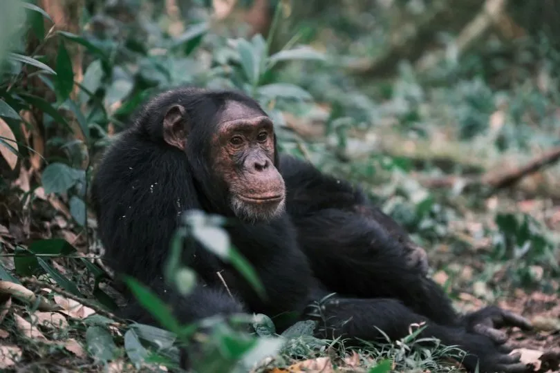 Nachhaltige Uganda Reise - Kibale Forest.