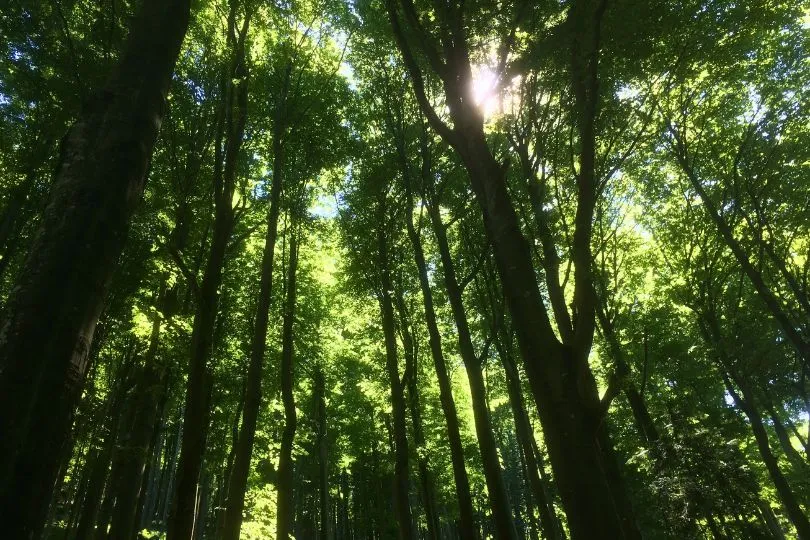 Sonnenstrahlen leuchten durch das dichte, grüne Kronendach eines Waldes in Slowenien.
