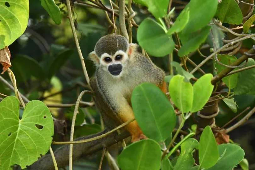 Kapuzineraffe zwischen den Ästen des Dschungels in Surinam schaut neugierig in die Kamera.