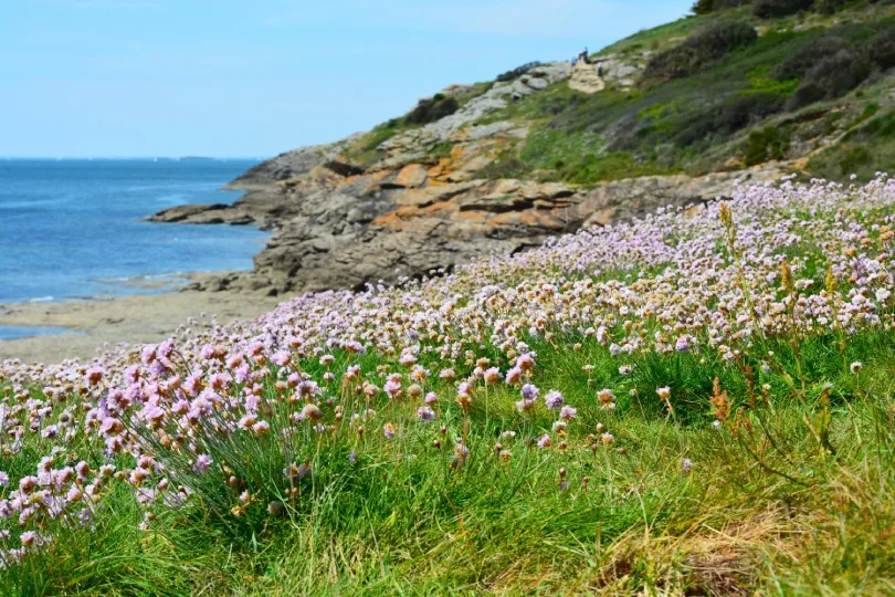 Rosa Wildblumen blühen auf einer grünen Küstenwiese vor felsigen Klippen und blauem Meer.