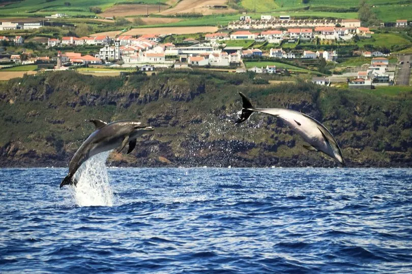 Delfin- und Walbeobachtung auf den Azoren: Delfine Azoren.