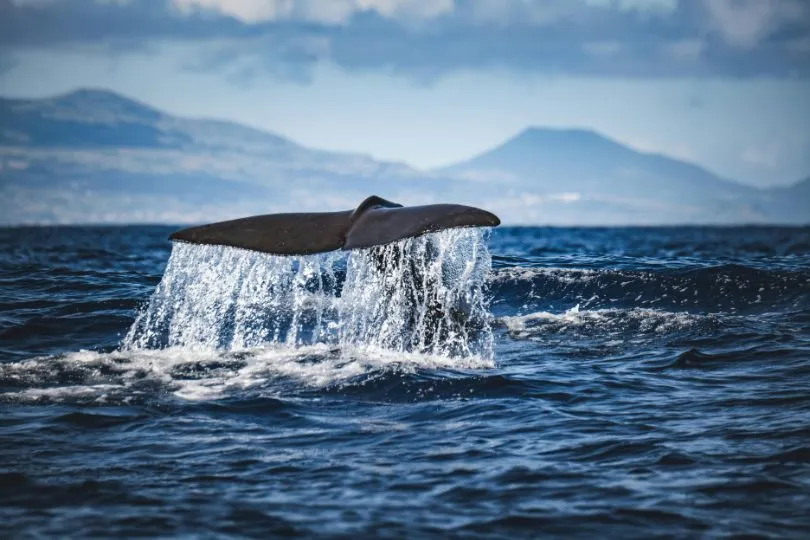 Delfin- und Walbeobachtung auf den Azoren 