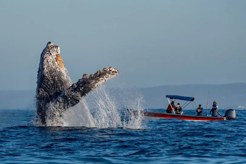 Delfin- und Walbeobachtung auf den Azoren: Die besten Inseln.