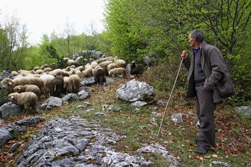 Ein Hirte steht auf einer Waldlichtung in Albanien und beobachtet seine Schafe.