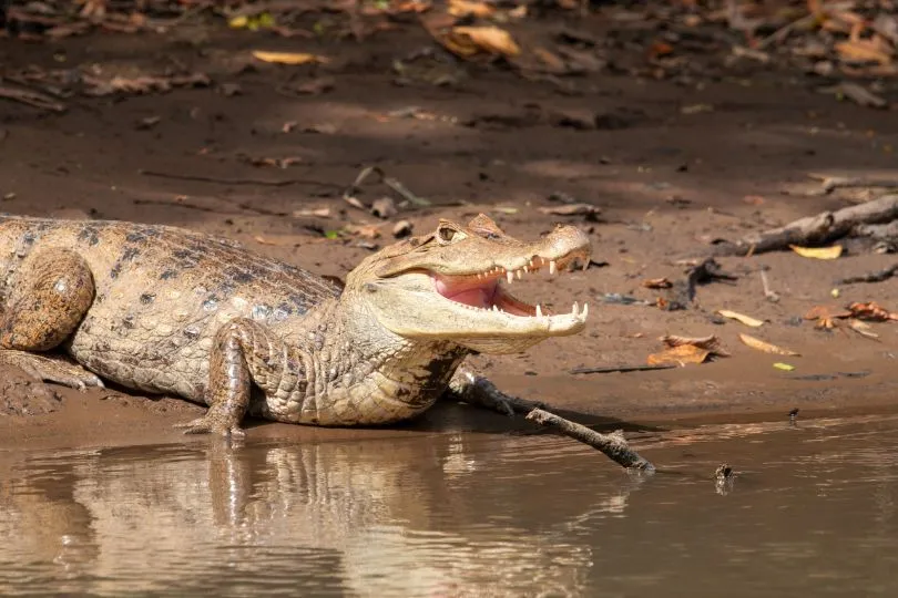Kaiman im Caño Negro in Costa Rica sitzt mit offenem Maul am Wasser.