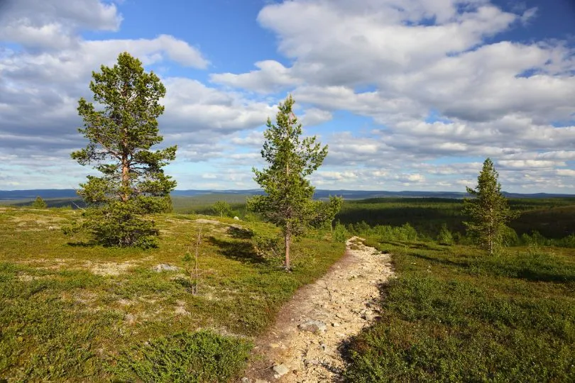 Wanderweg führt durch Wiesen mit einigen Bäumen im Lemmonjoki Nationalpark in Finnland.