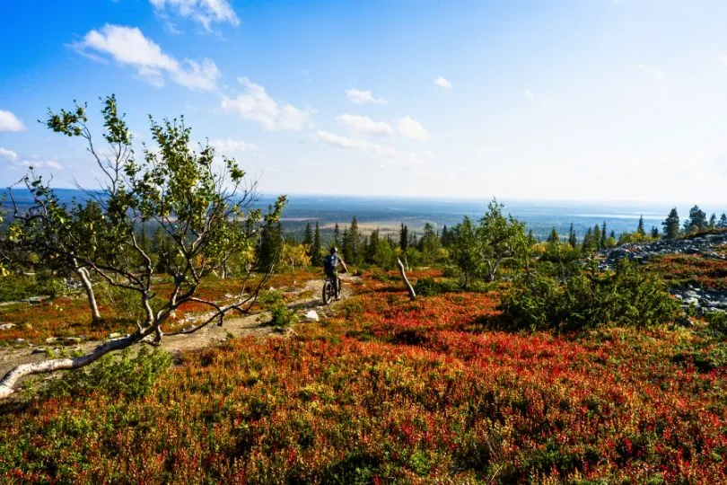 Moutainbike fährt durch eine durch den Herbst rot gefärbte Moorlandschaft im Pallas-Yllästunturi Nationalpark in Finnland.