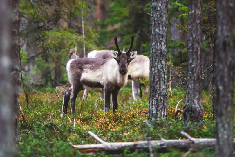 Rentiere stehen im Wald des Oulanka Nationalpark in Finnland.