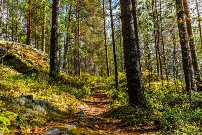 Licht fällt auf den Waldboden im Kolovesi Nationalpark, Finnland.