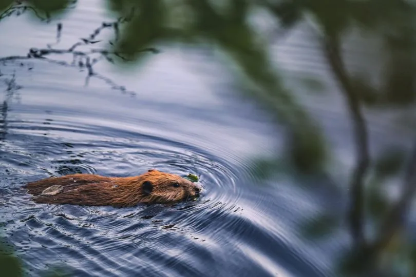 Biber schwimmt durch das dunkelblaue Wasser im Helvetinjärvi Nationalpark, Finnland.