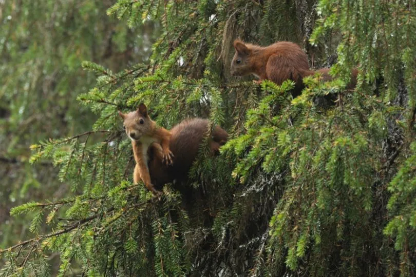Zwei eurasische Eichhörnchen sitzen in einem Nadelbaum in Finnland.