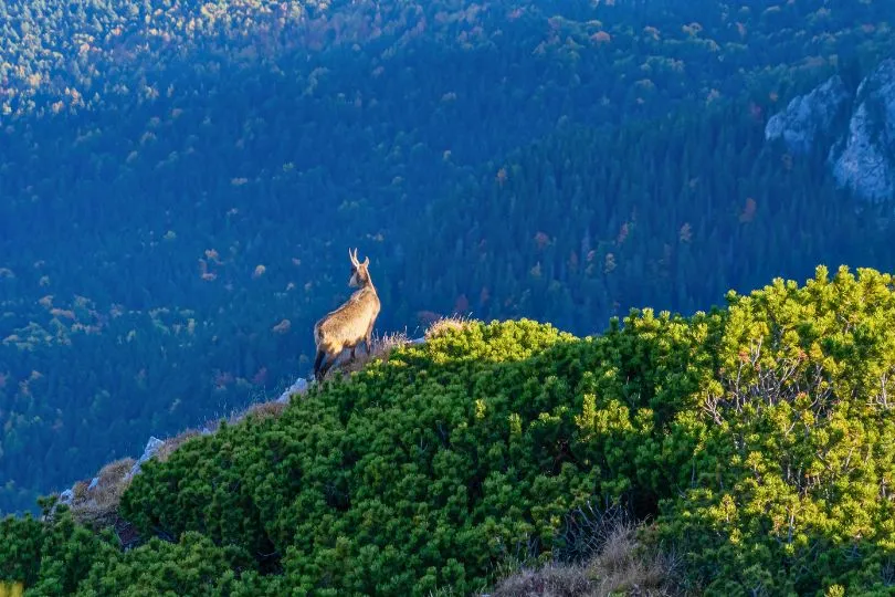 Steinbock steht auf einem Gipfel in Rumäniens Karpaten, umgeben von grüner Vegetation.