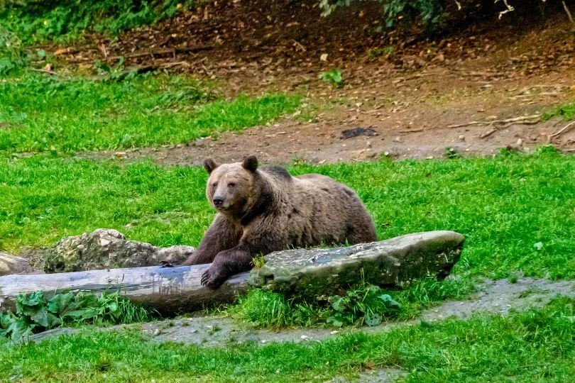 Ein Braunbär ruht sich auf einem Felsen auf einer Wiese in Rumänien aus.