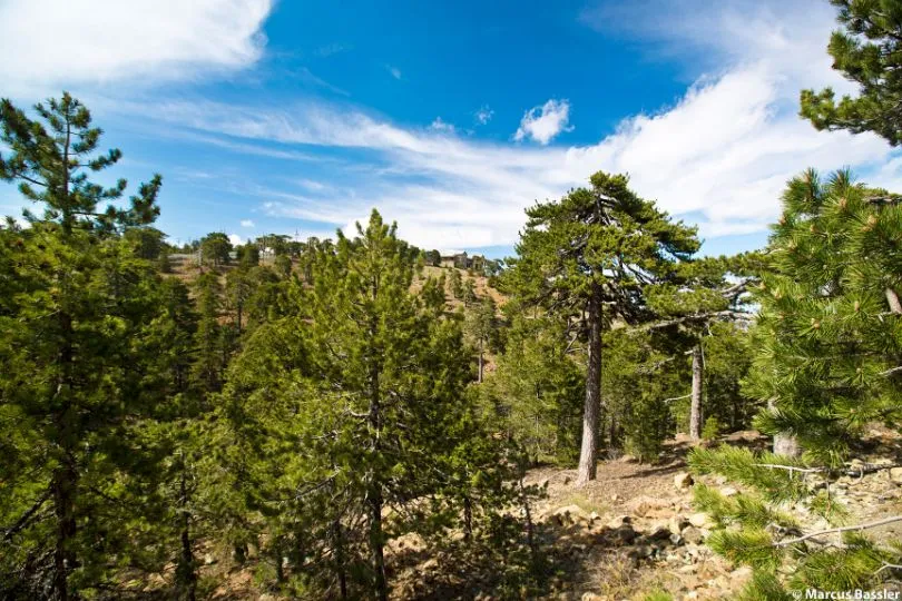 Grüne Nadelbäume und ein blauer Himmel mit einigen Wolken in Zypern.
