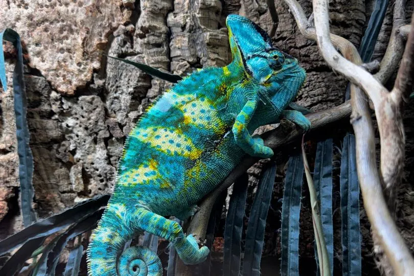 Familienurlaub Madagaskar - Die Tierwelt ist außergewöhnlich.