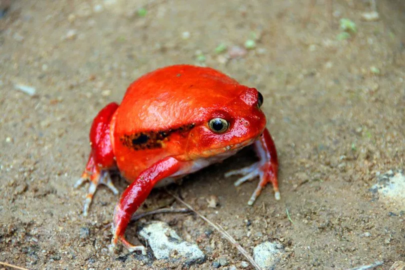 Familienurlaub Madagaskar - Es gibt nur wenige gefährliche Landtiere.