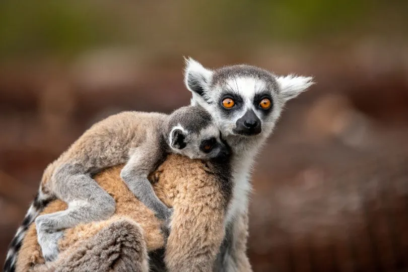 Familienurlaub Madagaskar - Lemuren begegnen euch in vielen Nationalparks.