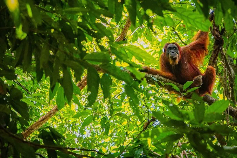 Indonesien Familienreisen - Tierbegegnungen sorgen für besondere Erinnerungen.