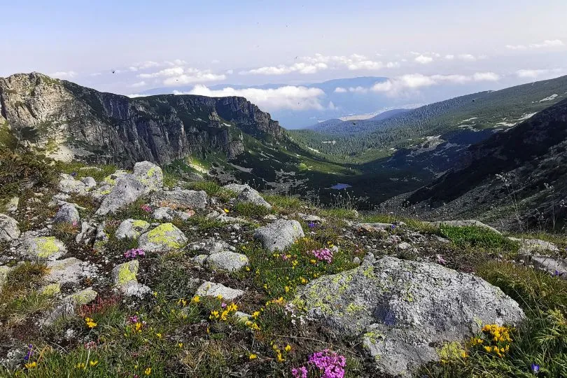 Einige bunte Blumen zwischen Felsen und Graslandschaften in den Rila Bergen Bulgariens.
