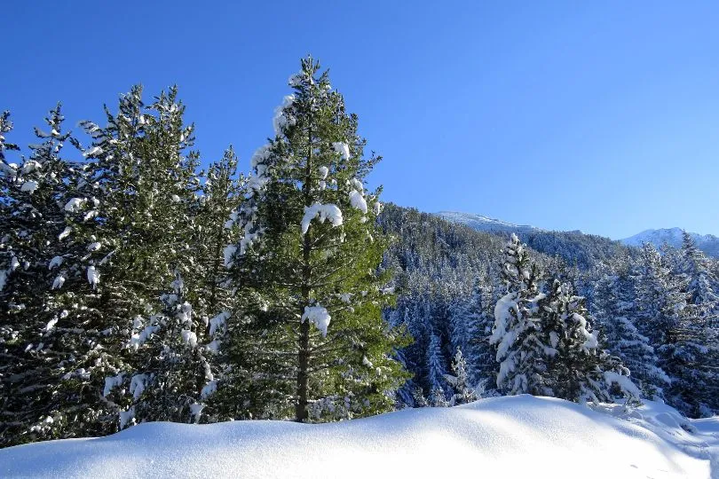 Nadelbäume stehen im tiefen Schnee im Pirin Gebirge in Bulgarien.