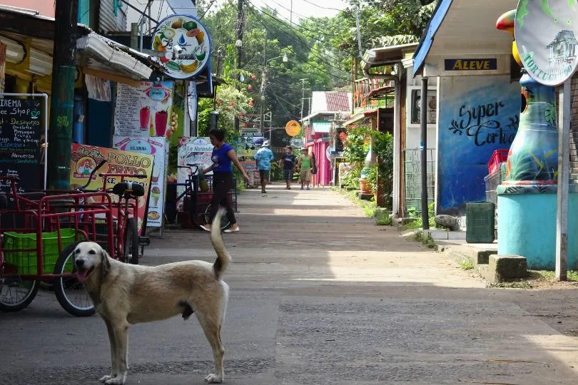 Hund steht auf einer kleinen Straße in Costa Rica mit Geschäften.