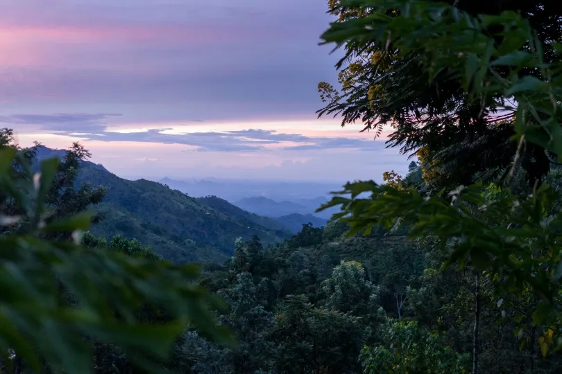 Blick über eine üppig bewachsene Berglandschaft im Abendlicht. Im Hintergrund staffeln sich bläuliche Hügel bis zum Horizont, während dunkle Blätter und Äste die Aussicht im Vordergrund einrahmen.
