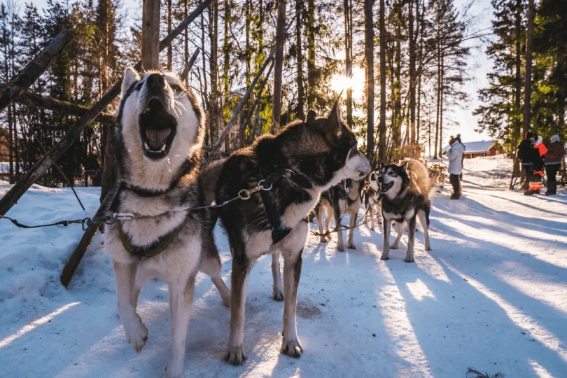 Mehrere Huskys stehen frontal vor einem Schlitten in Schweden; einer der Hunde bellt.